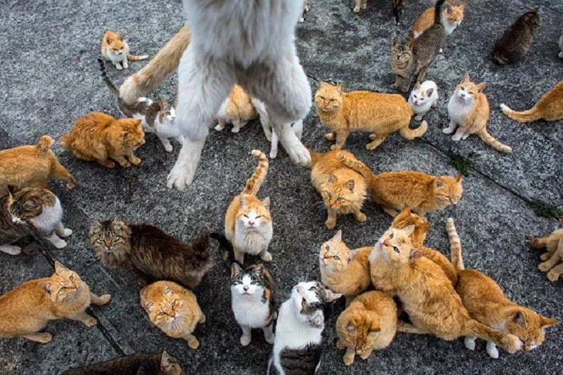 Những chú mèo háu ăn đến mức sẵn sàng nhảy lên giành lấy món ngon trong tay du khách, do đó bạn hãy luôn cẩn thận khi cho chúng ăn nhé (Ảnh: Internet). Những chú mèo háu ăn đến mức sẵn sàng nhảy lên giành lấy món ngon trong tay du khách, do đó bạn hãy luôn cẩn thận khi cho chúng ăn nhé (Ảnh: Internet).