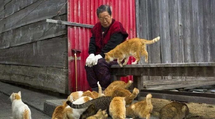 Những chú mèo tuy nghịch ngợm nhưng cũng là nguồn vui giúp người già trên đảo Aoshima khuây khỏa khi dân cư ở đây quá thưa thớt (Ảnh: Internet). Những chú mèo tuy nghịch ngợm nhưng cũng là nguồn vui giúp người già trên đảo Aoshima khuây khỏa khi dân cư ở đây quá thưa thớt (Ảnh: Internet).