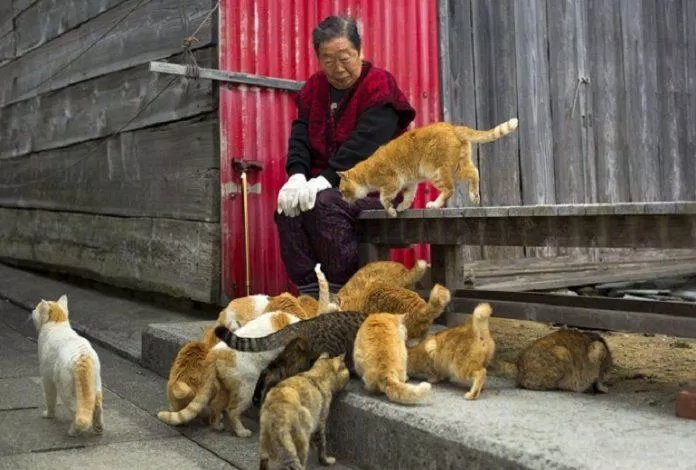 Những chú mèo tuy nghịch ngợm nhưng cũng là nguồn vui giúp người già trên đảo Aoshima khuây khỏa khi dân cư ở đây quá thưa thớt (Ảnh: Internet).