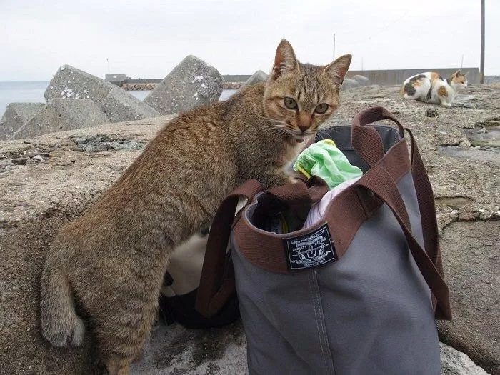 Bắt quả tang một "tên trộm" đang mò mẫm túi xách của khách du lịch nhé! (Ảnh: Internet). Bắt quả tang một "tên trộm" đang mò mẫm túi xách của khách du lịch nhé! (Ảnh: Internet).