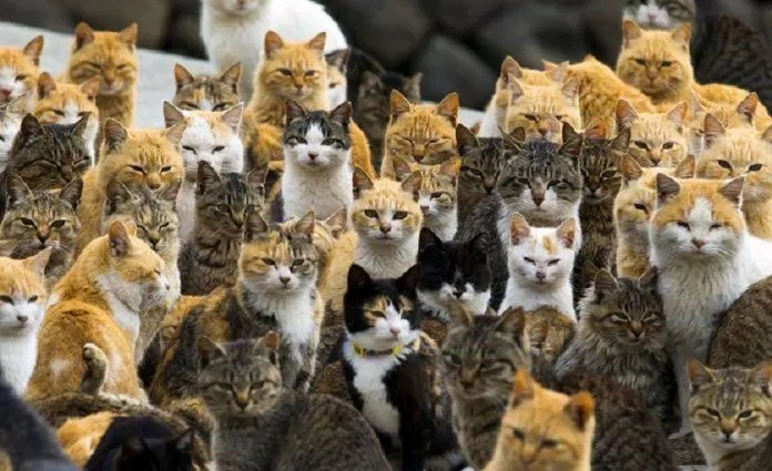 Ngạc nhiên chưa! Ở đảo Aoshima bạn sẽ được sống giữa "500 anh em" toàn những chú mèo xinh xắn đáng yêu với đủ mọi gương mặt biểu cảm như thế này đây! (Ảnh: Internet).