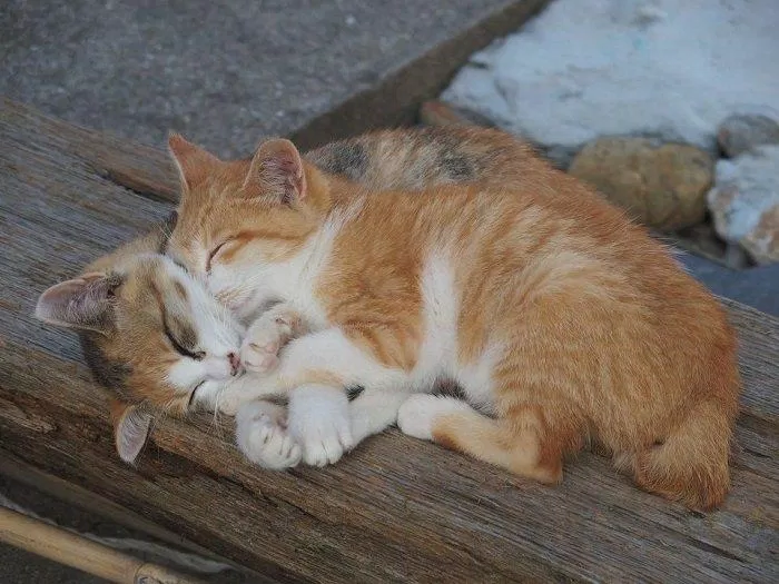 Lúc ăn thì giành giật nhau thế mà đến lúc ngủ lại ôm ấp tình thương mến thương như vậy đấy! (Ảnh: Internet). Lúc ăn thì giành giật nhau thế mà đến lúc ngủ lại ôm ấp tình thương mến thương như vậy đấy! (Ảnh: Internet).