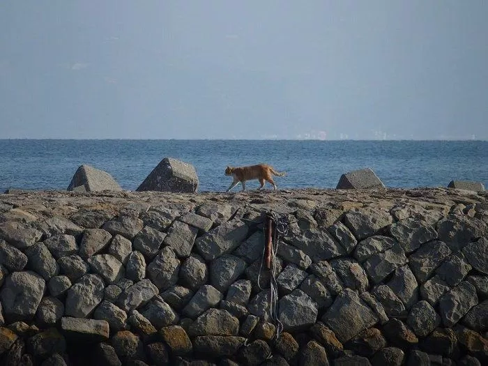 Chú mèo này lang thang một mình làm gì ở ngoài bờ biển thế nhỉ? (Ảnh: Internet).