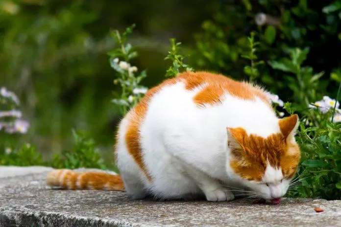 Chú mèo với bộ lông trắng xen những mảng vàng cam đang gặm nhấm những viên thức ăn ngon lành còn sót lại (Ảnh: Internet).
