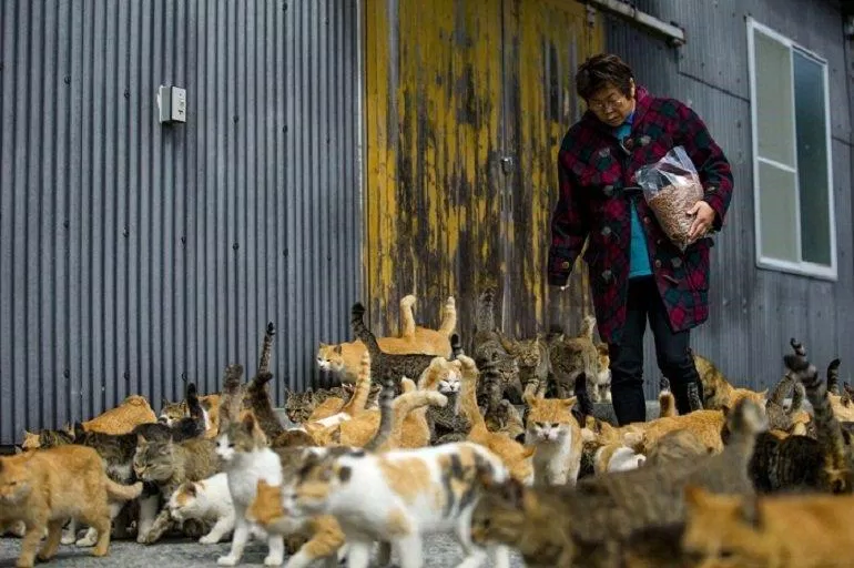 Một người dân sống trên đảo cho mèo ăn tại địa điểm được quy định cụ thể, nếu đến thăm nơi này bạn cũng phải tuân thủ đúng như vậy nhé! (Ảnh: Internet). Một người dân sống trên đảo cho mèo ăn tại địa điểm được quy định cụ thể, nếu đến thăm nơi này bạn cũng phải tuân thủ đúng như vậy nhé! (Ảnh: Internet).