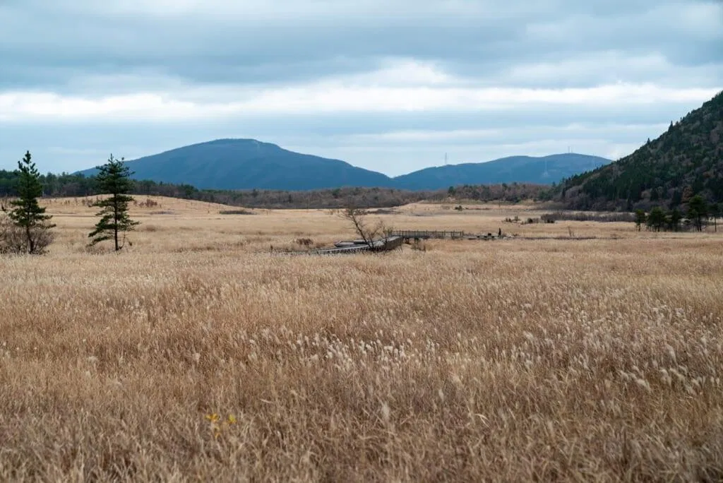 Lối đi bộ lót ván bảo vệ hệ sinh thái độc đáo của Đầm lầy Tadewara (Ảnh: Internet). Lối đi bộ lót ván bảo vệ hệ sinh thái độc đáo của Đầm lầy Tadewara (Ảnh: Internet).