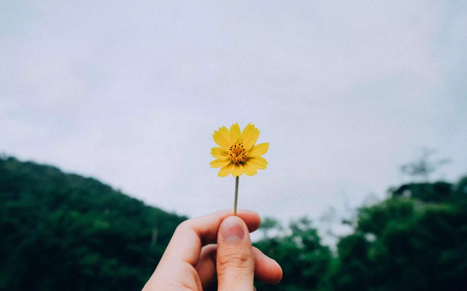 Ai cũng muốn kiếm tìm sự hạnh phúc ( ảnh Internet) Ai cũng muốn kiếm tìm sự hạnh phúc ( ảnh Internet)