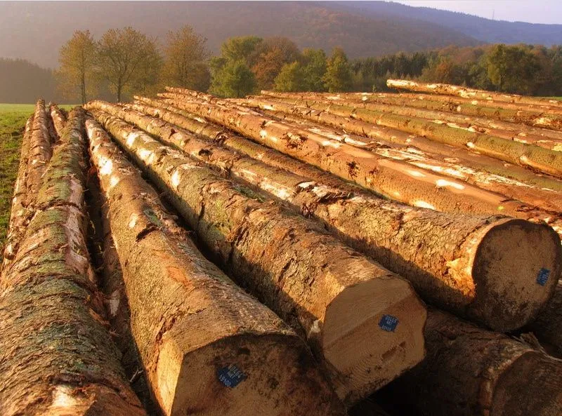 Gỗ sồi ( nguồn: internet)