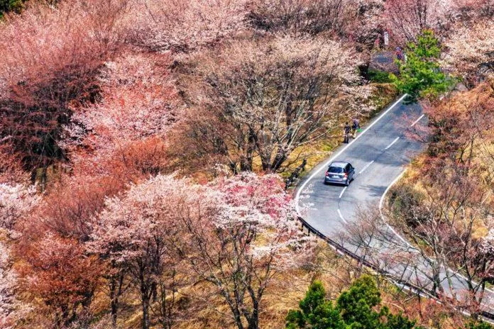 Con đường nhỏ dưới tán hoa anh đào thơ mộng trên núi Yoshino (Ảnh: Internet).
