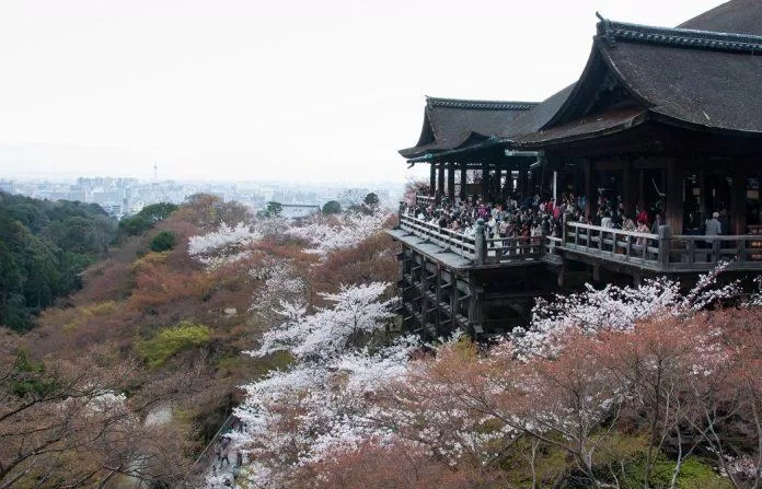 Giống anh đào rừng nguyên thủy với vẻ đẹp tinh khôi bao quanh đền Kiyomizudera (Ảnh: Internet).
