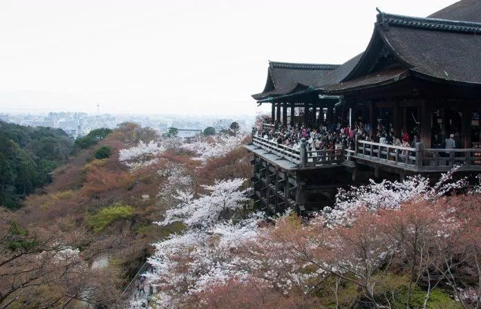 Giống anh đào rừng nguyên thủy với vẻ đẹp tinh khôi bao quanh đền Kiyomizudera (Ảnh: Internet). Giống anh đào rừng nguyên thủy với vẻ đẹp tinh khôi bao quanh đền Kiyomizudera (Ảnh: Internet).