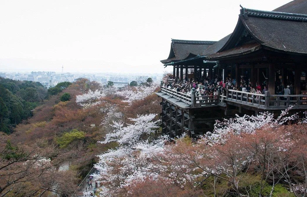 Giống anh đào rừng nguyên thủy với vẻ đẹp tinh khôi bao quanh đền Kiyomizudera (Ảnh: Internet). Giống anh đào rừng nguyên thủy với vẻ đẹp tinh khôi bao quanh đền Kiyomizudera (Ảnh: Internet).
