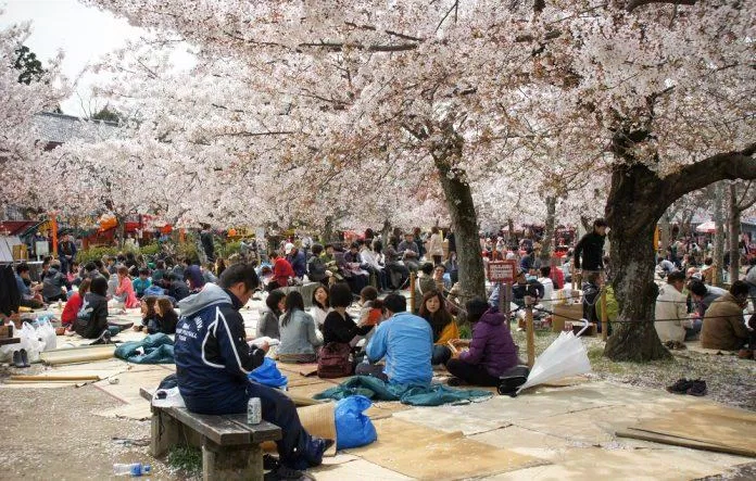 Rất nhiều du khách đến công viên Maruyama để picnic ngay dưới tán anh đào (Ảnh: Internet). Rất nhiều du khách đến công viên Maruyama để picnic ngay dưới tán anh đào (Ảnh: Internet).