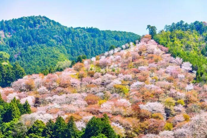 Núi Yoshino ngập trong sắc hoa vào mùa xuân (Ảnh: Internet).