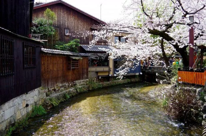 Dọc bờ sông Shirakawa một bên là hoa anh đào, bên kia là những hàng quán nhỏ (Ảnh: Internet).