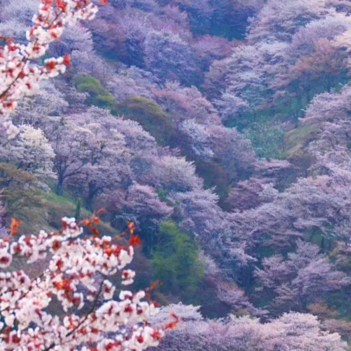 Rừng hoa anh đào nở rộ vào mùa xuân tại Nhật Bản (Ảnh: Internet).