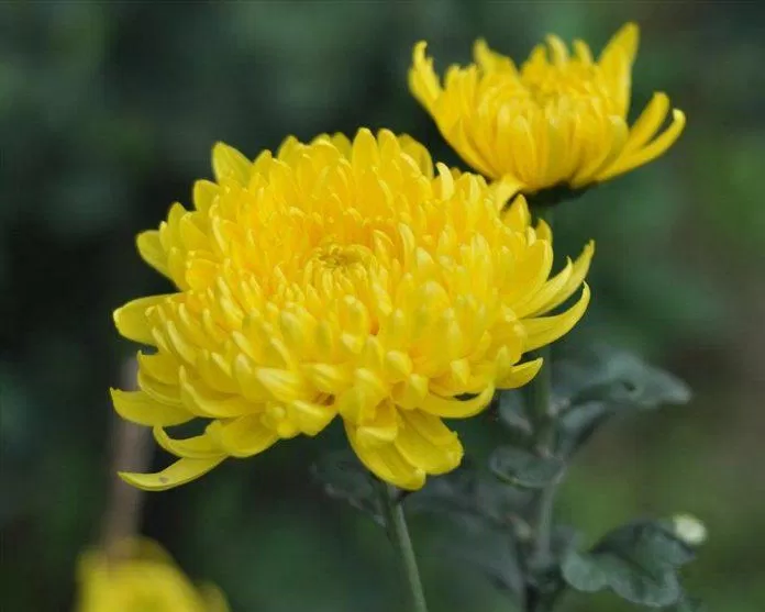 Hoa cúc vàng ( nguồn: internet)