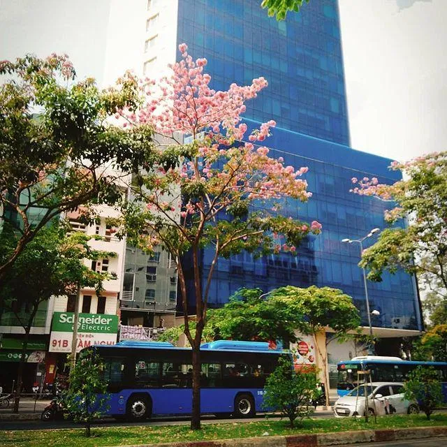 Không gian đô thị cũng trở nên hài hòa hơn trước loài hoa xinh đẹp (Ảnh: Internet).