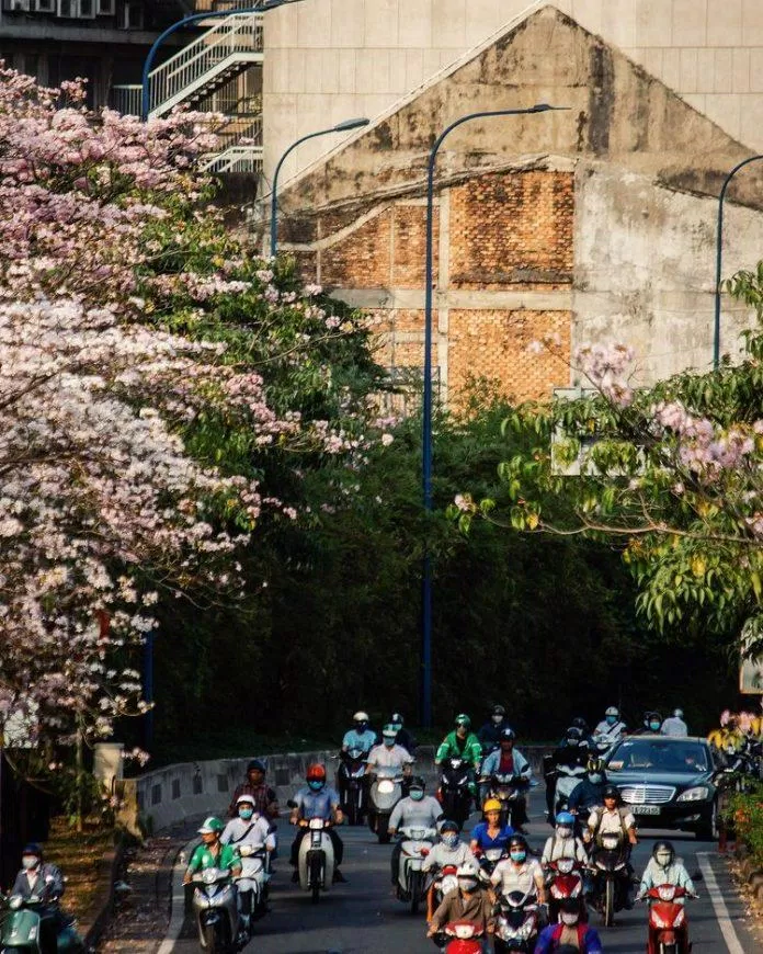 Lại một mùa hoa nữa là một mùa Sài Gòn trở nên dịu dàng và đáng yêu hơn sau những ngày tất bật (Ảnh: Internet)
