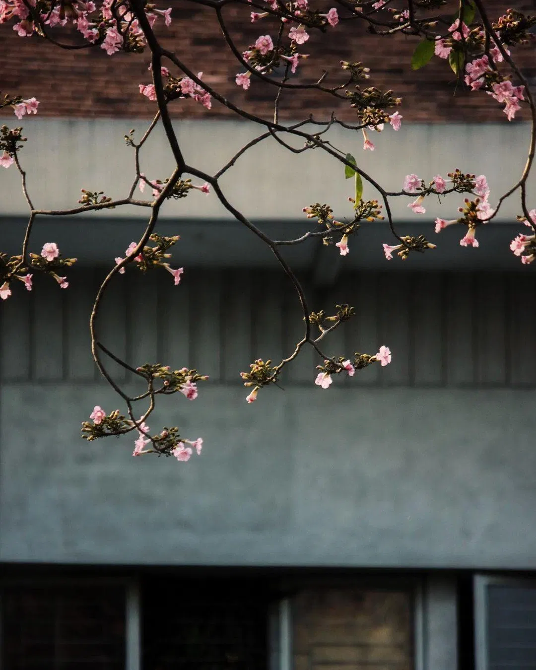 Hoa kèn hồng có hình dạng như chiếc chuông và mọc thành chùm (Ảnh: Internet)