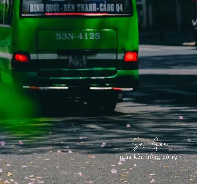 Có một Sài Gòn rất đỗi dịu dàng trong mùa hoa kèn hồng dịu dàng Du lịch hoa hoa kèn hồng kèn hồng mùa hoa nắng nóng Sài Gòn tháng 3