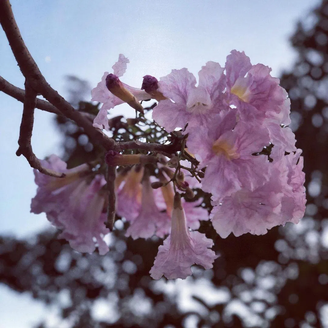 Ngắm nhìn gần hơn sự xinh đẹp của chùm hoa kèn hồng (Ảnh: Internet).