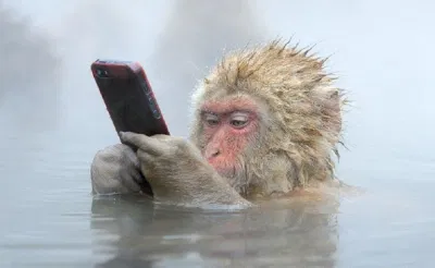Chú khỉ này đã nhanh tay "thó" được chiếc điện thoại của du khách nào rồi! (Ảnh: Internet). Chú khỉ này đã nhanh tay "thó" được chiếc điện thoại của du khách nào rồi! (Ảnh: Internet).