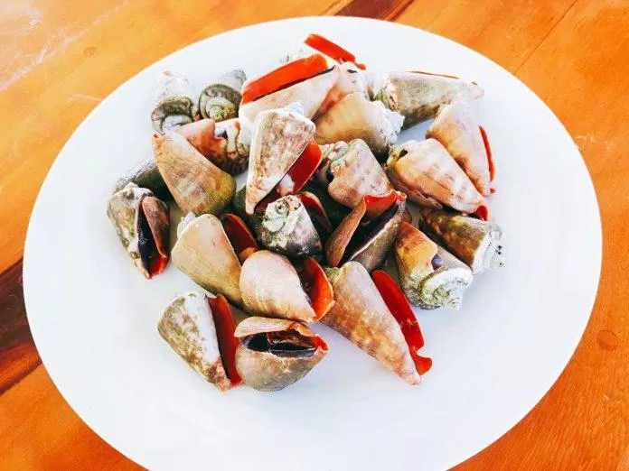 Ốc ở đảo Phú Quý rất ngon