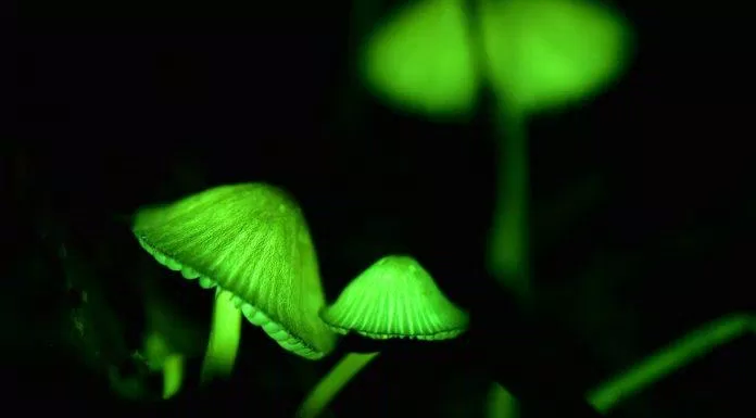 Vẻ đẹp của loại nấm phát sáng này khiến chúng ta mê mẩn ( Ảnh: Internet )