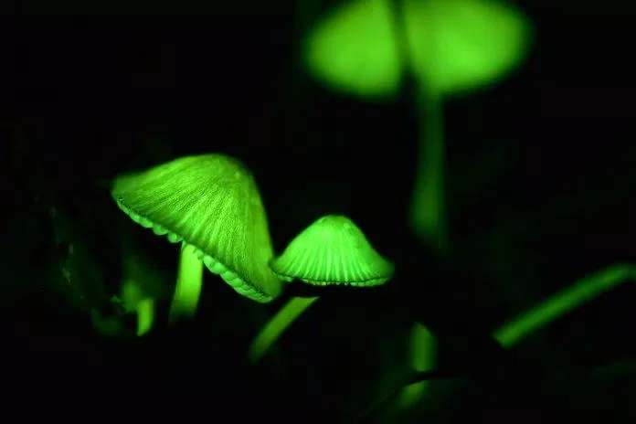 Vẻ đẹp của loại nấm phát sáng này khiến chúng ta mê mẩn ( Ảnh: Internet )