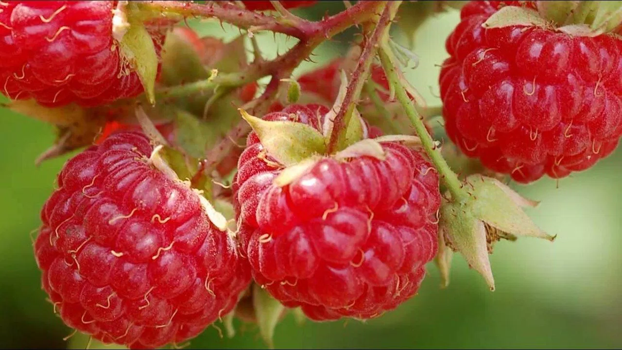 Mâm xôi là loại trái cây ít đường (Nguồn: Internet). Mâm xôi là loại trái cây ít đường nhất (Nguồn: Internet).