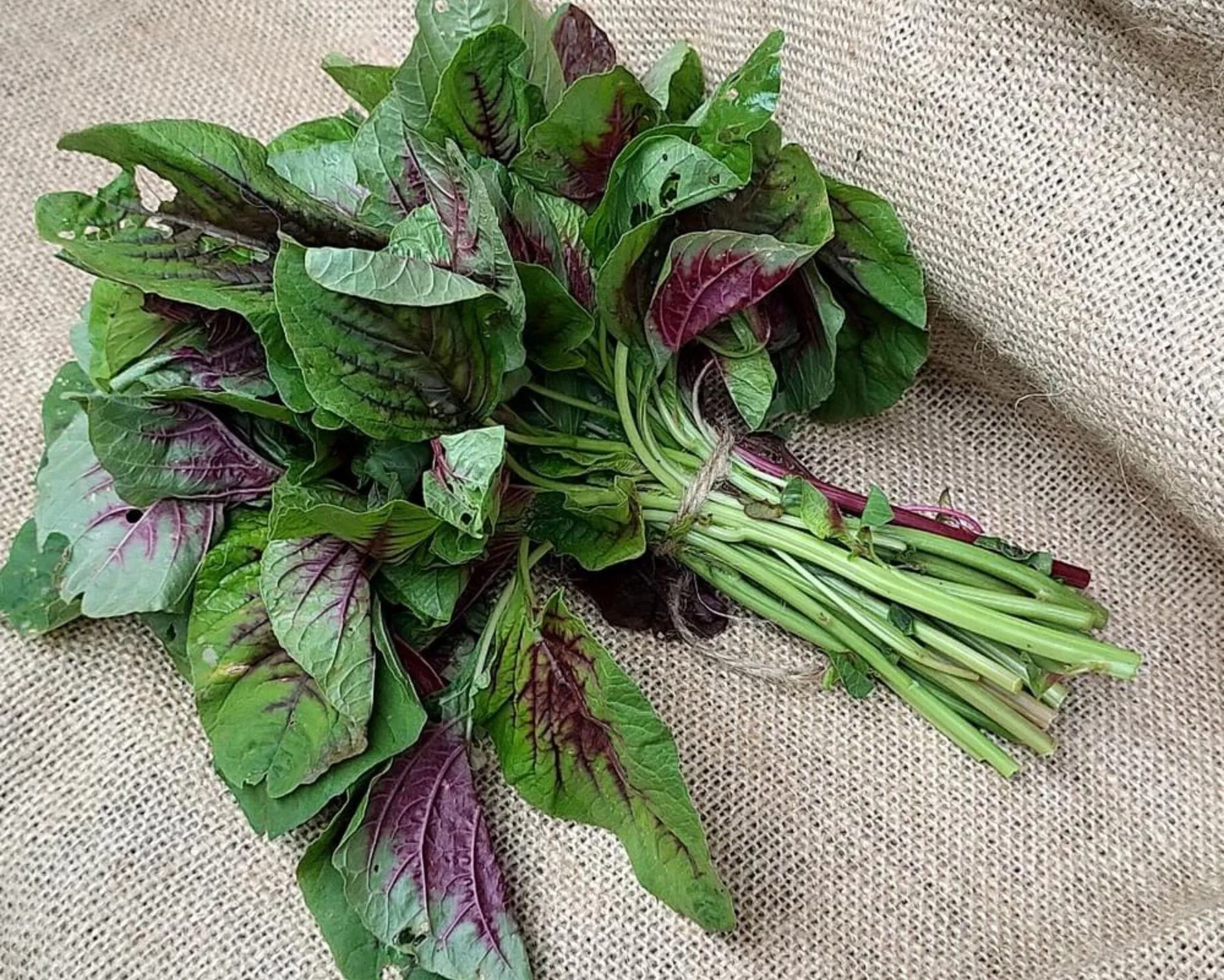 Rau dền manh lạo nhiều lợi ích cho sức khỏe. (Nguồn: Internet) Rau dền manh lạo nhiều lợi ích cho sức khỏe. (Nguồn: Internet)