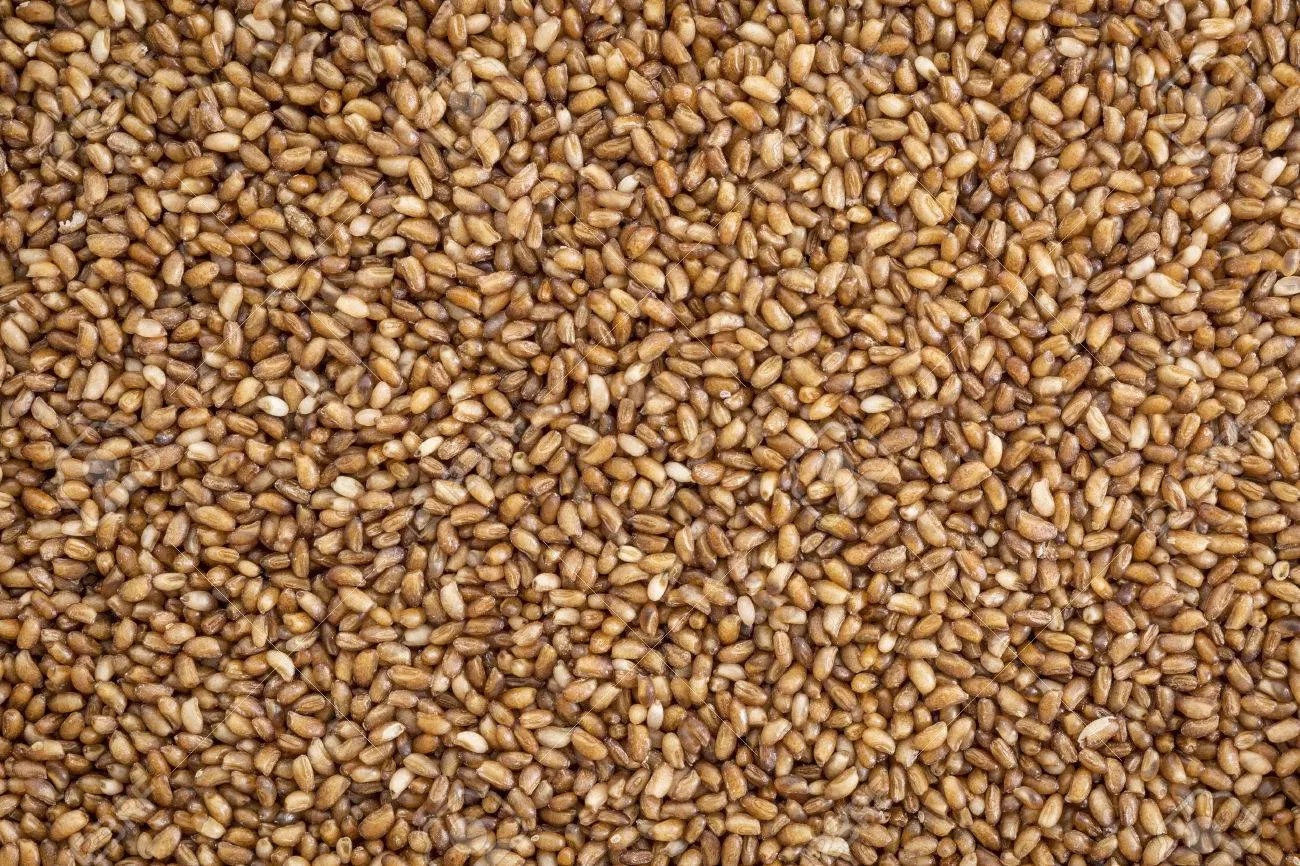 Hạt Teff rất nhỏ nhưng chứa hàm lượng dinh dưỡng cực lớn (Ảnh: Internet). Hạt Teff rất nhỏ nhưng chứa hàm lượng dinh dưỡng cực lớn (Ảnh: Internet).