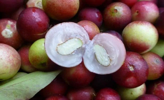 Nhìn giống quả nho nhưng Camu Camu còn có giá trị dinh dưỡng gây bất ngờ hơn nữa (Ảnh: Internet). Nhìn giống quả nho nhưng Camu Camu còn có giá trị dinh dưỡng gây bất ngờ hơn nữa (Ảnh: Internet).