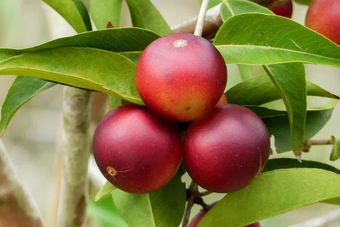 Những quả Camu Camu tròn xoe ngộ nghĩnh đang dần nổi lên như một siêu thực phẩm của tương lai (Ảnh: Internet). Những quả Camu Camu tròn xoe ngộ nghĩnh đang dần nổi lên như một siêu thực phẩm của tương lai (Ảnh: Internet).