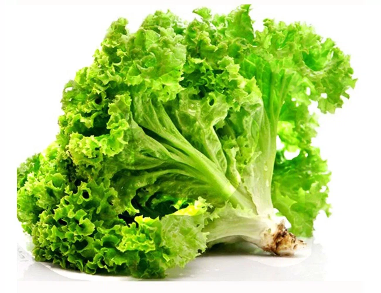 Ăn rau xà lách thường xuyên giúp tăng cường sức khỏe, phòng tránh bệnh tật. (Nguồn: Internet) Ăn rau xà lách thường xuyên giúp tăng cường sức khỏe, phòng tránh bệnh tật. (Nguồn: Internet)