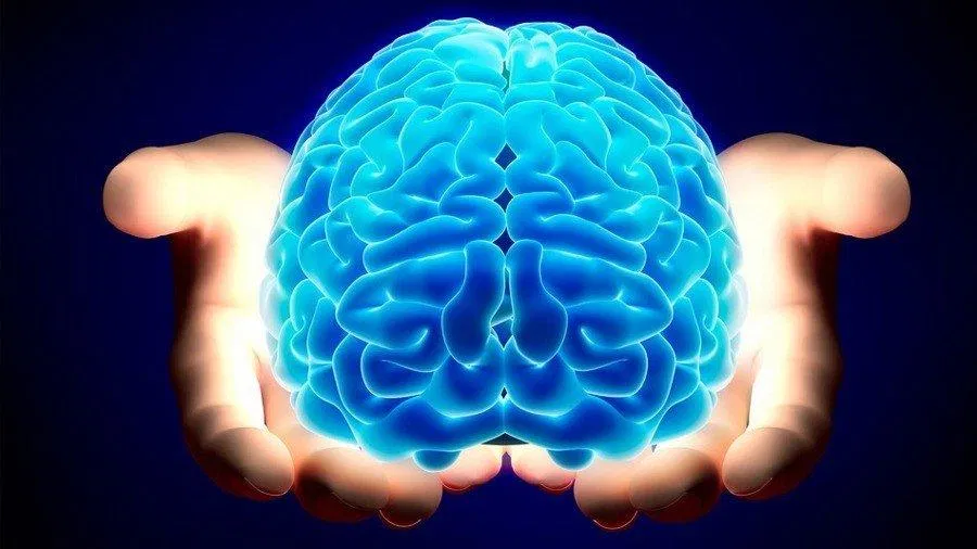 Não là cơ quan có cấu tạo tinh vi phức tạp và sử dụng rất nhiều năng lượng của cơ thể (Ảnh: Internet). Não là cơ quan có cấu tạo tinh vi phức tạp và sử dụng rất nhiều năng lượng của cơ thể (Ảnh: Internet).