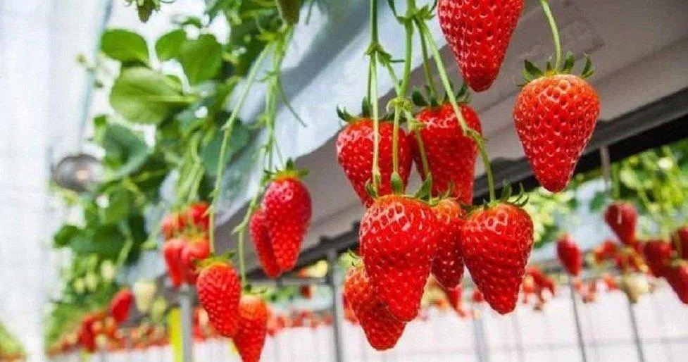 Lựa chọn dâu tây có chứa chất bảo quản sẽ gây hại cho lá gan (Ảnh: Internet). Lựa chọn dâu tây có chứa chất bảo quản sẽ gây hại cho lá gan (Ảnh: Internet).