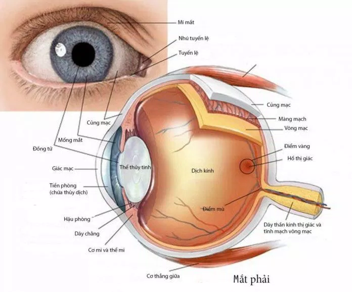 Các bộ phận cấu tạo nên mắt của chúng ta (Ảnh: Internet). Các bộ phận cấu tạo nên mắt của chúng ta (Ảnh: Internet).