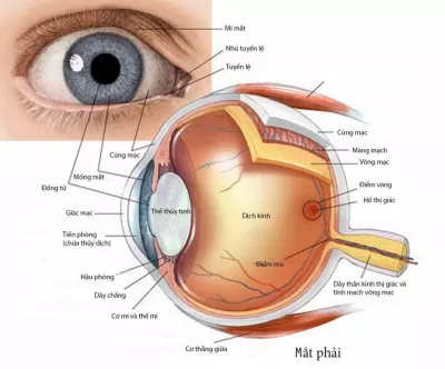 Các bộ phận cấu tạo nên mắt của chúng ta (Ảnh: Internet). Các bộ phận cấu tạo nên mắt của chúng ta (Ảnh: Internet).