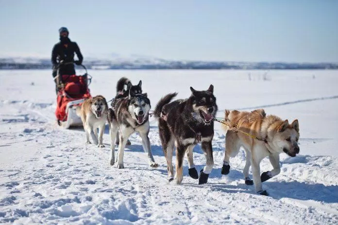 Chó Husky vốn được huấn luyện để kéo xe trên tuyết (Ảnh: Internet).