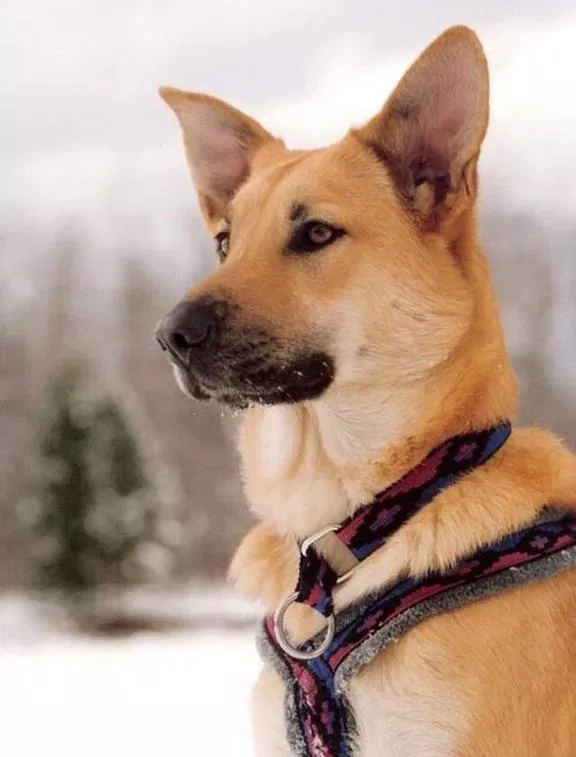 Dù có màu lông hơi lạ nhưng Chinook cũng là một giống Husky (Ảnh: Internet). Dù có màu lông hơi lạ nhưng Chinook cũng là một giống Husky (Ảnh: Internet).