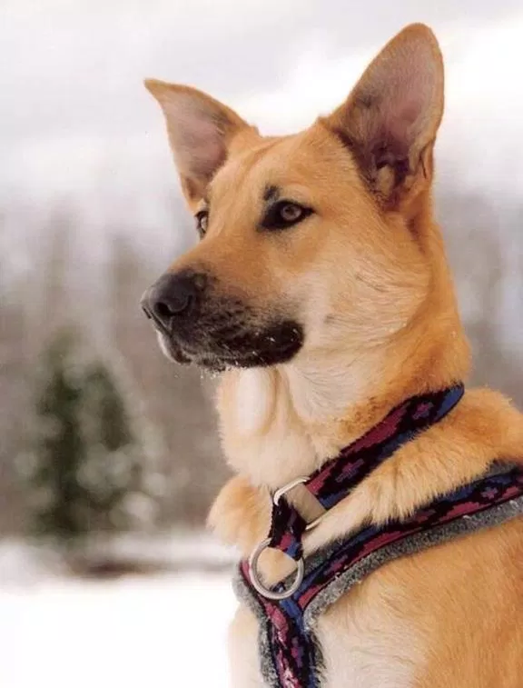 Tuy có màu lông lạ nhưng Chinook cũng là một giống chó Husky (Ảnh: Internet).