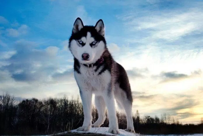 Chó Husky có thân hình to lớn và sức khỏe vượt trội so với các giống chó khác (Ảnh: Internet).