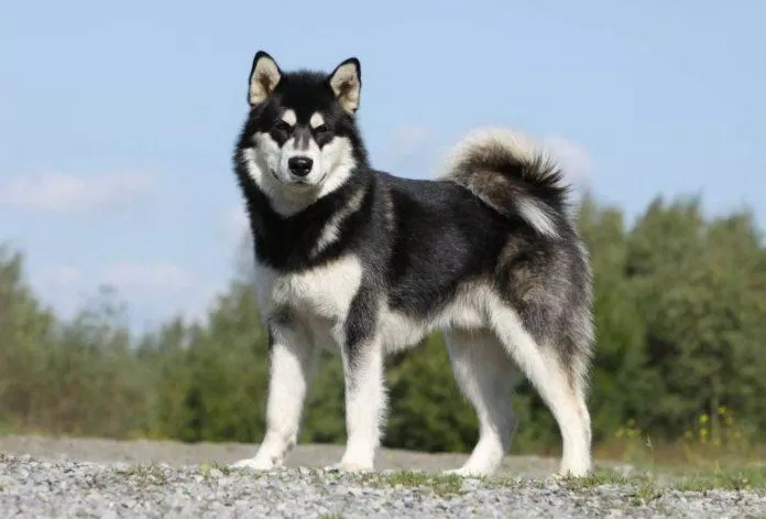 Vẻ mặt và thân hình rất "ngầu" của Alaskan Malamute (Ảnh: Internet). Vẻ mặt và thân hình rất "ngầu" của Alaskan Malamute (Ảnh: Internet).