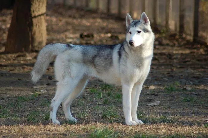 Đây chính là giống chó được nhiều người nghĩ tới nhất khi nghe cái tên Husky (Ảnh: Internet).