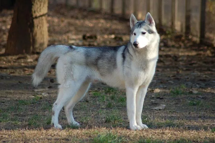 Đây là giống chó mà hầu hết mọi người nghĩ đến khi nghe đến cái tên Husky (Ảnh: Internet).
