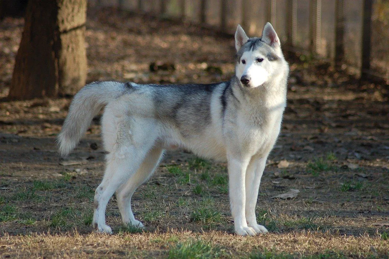 Đây chính là giống chó được nhiều người nghĩ tới nhất khi nghe cái tên Husky (Ảnh: Internet). Đây chính là giống chó được nhiều người nghĩ tới nhất khi nghe cái tên Husky (Ảnh: Internet).