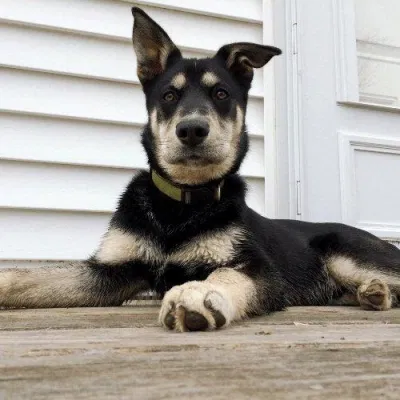 Chó Labrador Husky (Ảnh: Internet). Chó Labrador Husky (Ảnh: Internet).