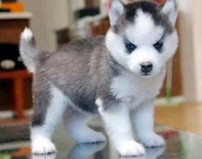 Đây không phải là một chú cún con, đây là một giống chó Husky siêu nhỏ rất hiếm và khó tìm (Ảnh: Internet).